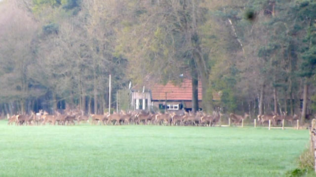 Deer_Stampede_ruud_de_ruiter.jpg 