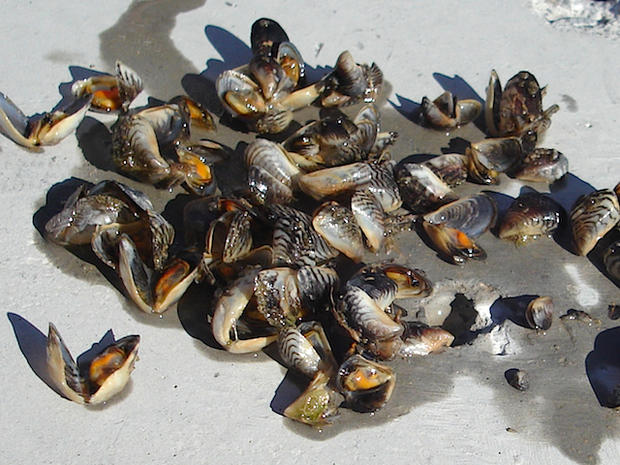 zebra-mussels-1.jpg 
