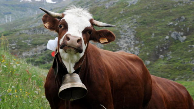 cow.jpg 