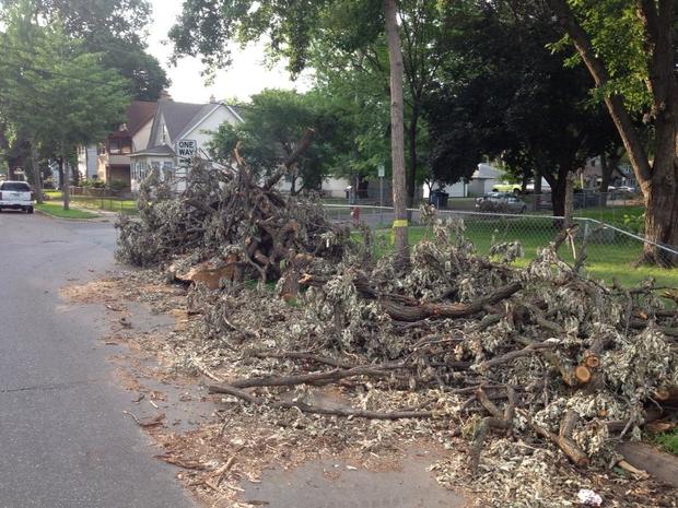 Tree Removal In Minneapolis 