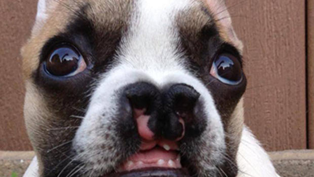 French bulldog Lentil helps kids with facial deformities 