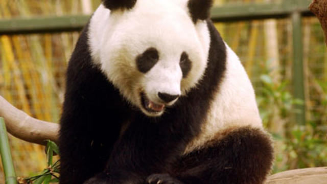 san-diego-zoo-panda.jpg 