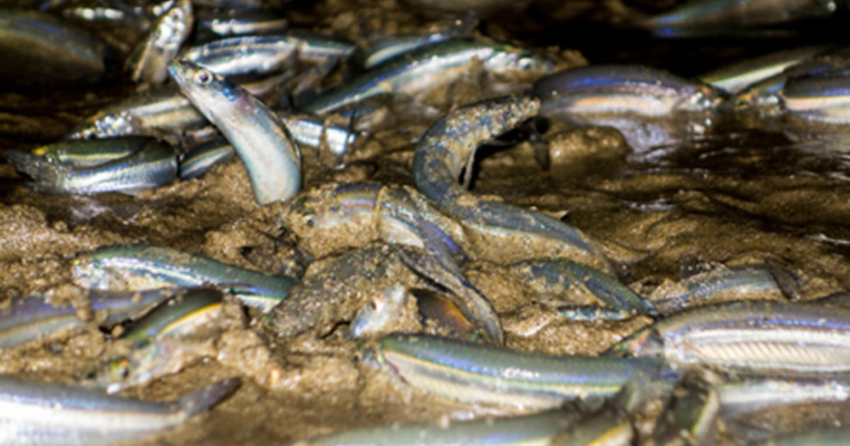 Get A Front Row Seat Of A Grunion Run At These LA Beaches CBS Los Angeles