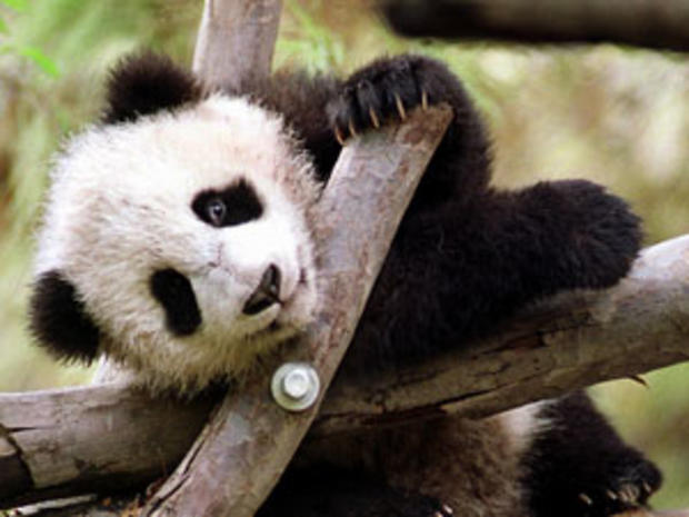 Panda cub Hua Mei gazes at onlookers 12 February 2 