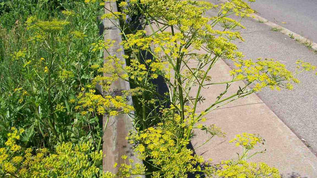 Beware of the wild parsnip and other poisonous plants 