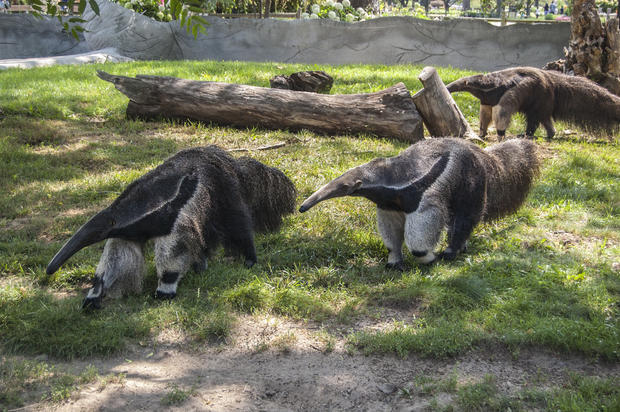 Detroit Zoo Enrichment Keeps Animals Cool During Heat Wave 
