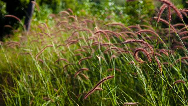 grass-and-weeds.jpg 