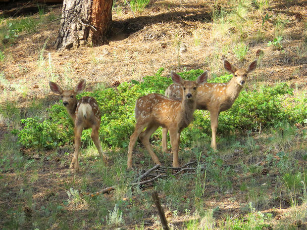 5605-deer-creek-triplet-fawns-070813.jpg 
