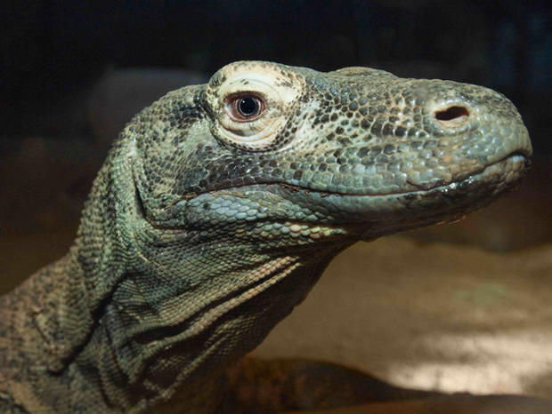 Komodo Dragon Roaring Nights - LA Zoo 