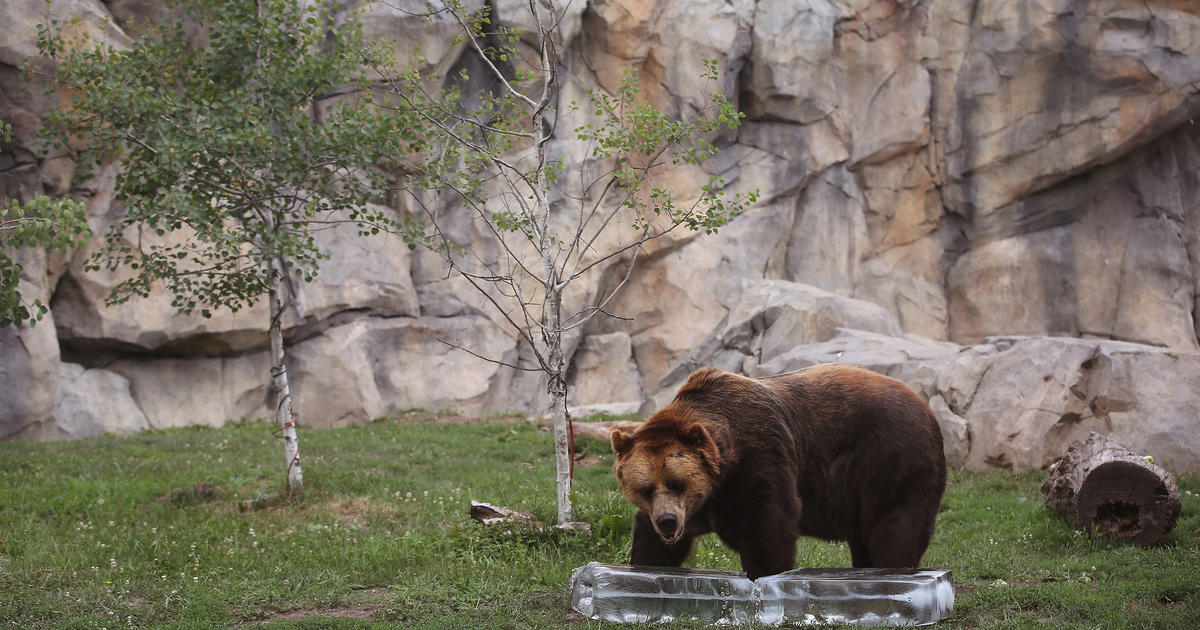 Rescued brown bear cubs make their Brookfield Zoo debut - CBS Chicago