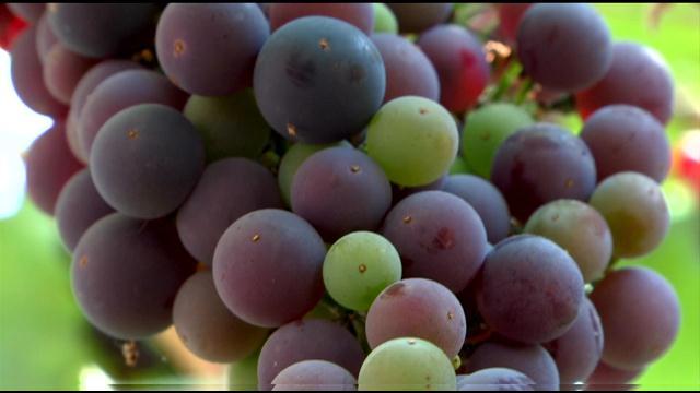 grapes.jpg 