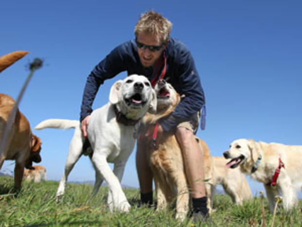 San Francisco Seeks To License Professional Dog Walkers 