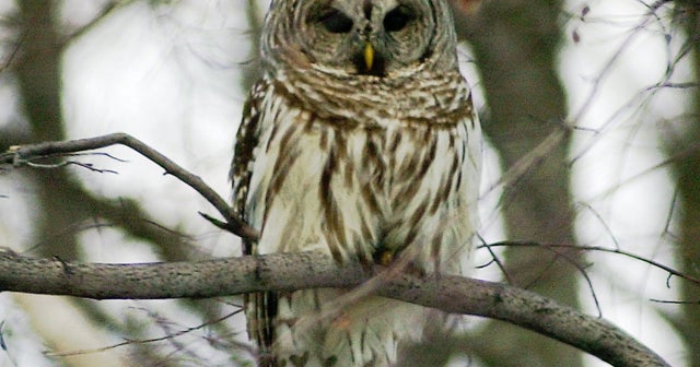 Feds advance plan to kill barred owls in Northwest CBS News