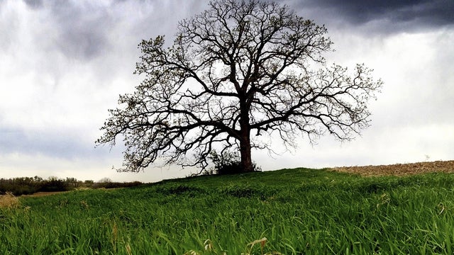 Mark Hirsch photographs "That Tree" 
