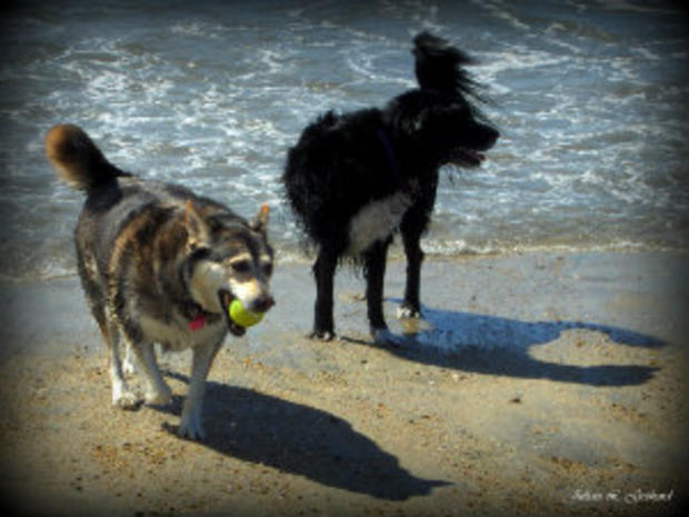 Millie &amp; Tasha at Rosie's Dog Beach 