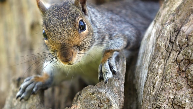 squirrel, bubonic plague 