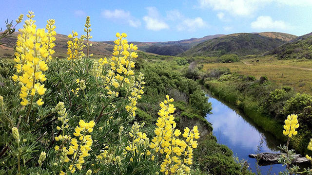 yellowspringflowers.jpg 