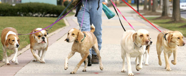 dog walk park leash 