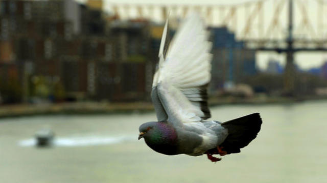 nyc-pigeon-big-dl.jpg 