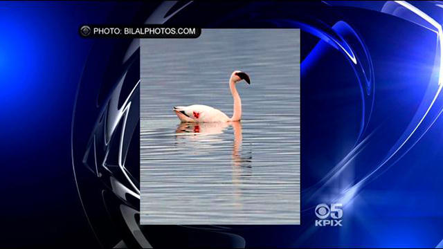 flamingopic.jpg 