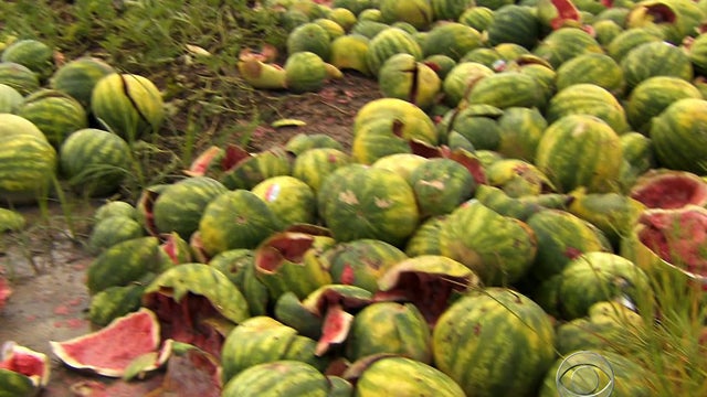 130801-watermelons-rains.jpg 