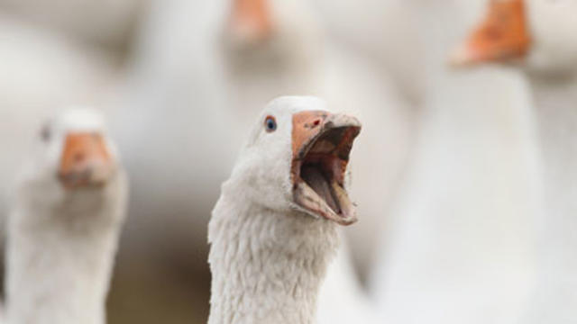 geese-goose-bird.jpg 