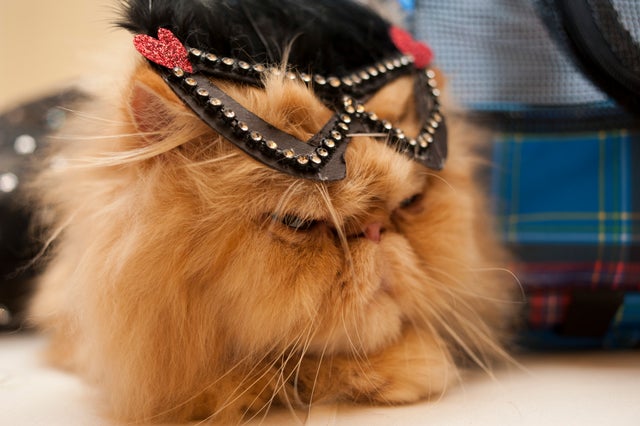 130807_CatFashion3.jpg 