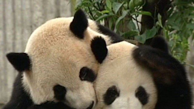 Watch: Chinese researchers work to save pandas 