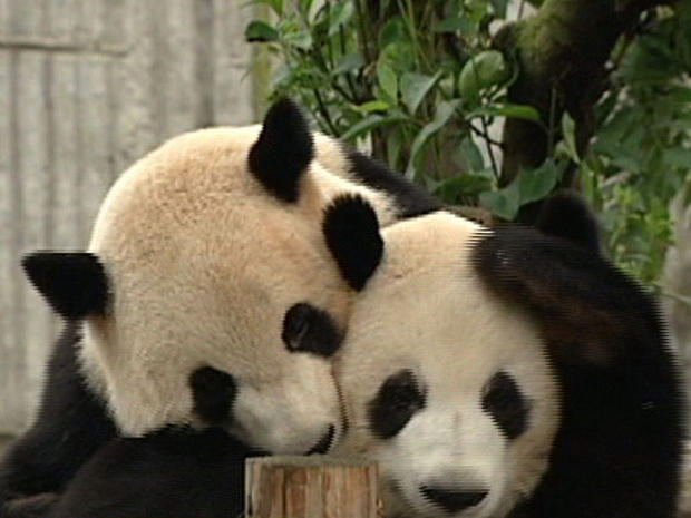 Watch: Chinese researchers work to save pandas 