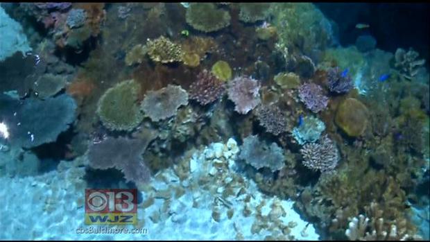 The National Aquarium's New Coral Filled Exhibit 