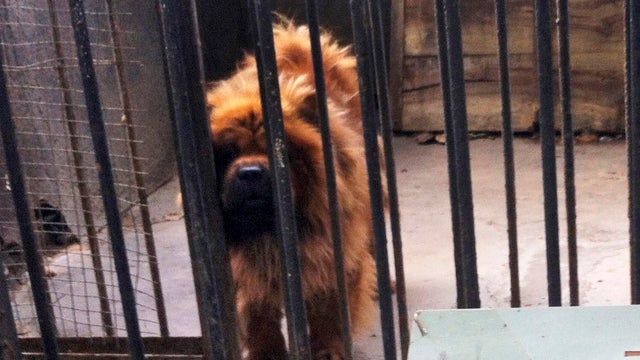 In this photo taken Monday Aug. 12, 2013, a Tibetan mastiff looks out from a cage near a sign which reads "African lion" in Luohe zoo in Luohe in central China's Henan province. Reports say the zoo in the central China city of Luohe attempted to pass off  