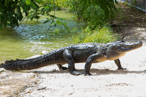 everglades-alligator-farm-115.jpg 