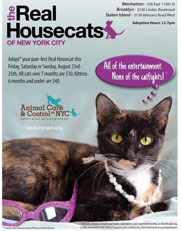 acc real housecats 