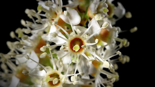 Time Lapse: The wonders of plants and flowers 