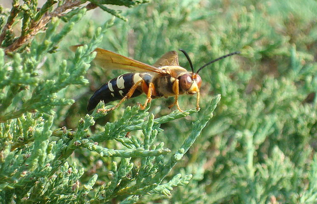 Cicada_Killing_Wasp 