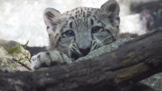 julie-larsen-maher-0264-snow-leopard-and-cub-him-bz-08-02-13.jpg 