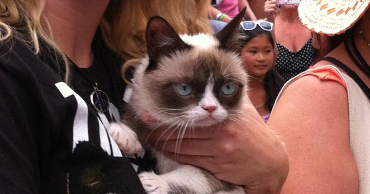 Grumpy Cat's owner quit her day job, but denies claim the crabby feline has  made $100 million - ABC7 Los Angeles