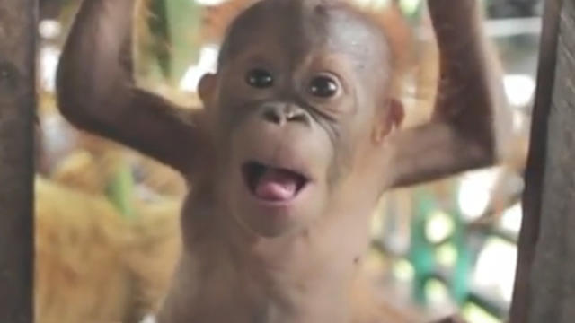 baby_orangutan.jpg 