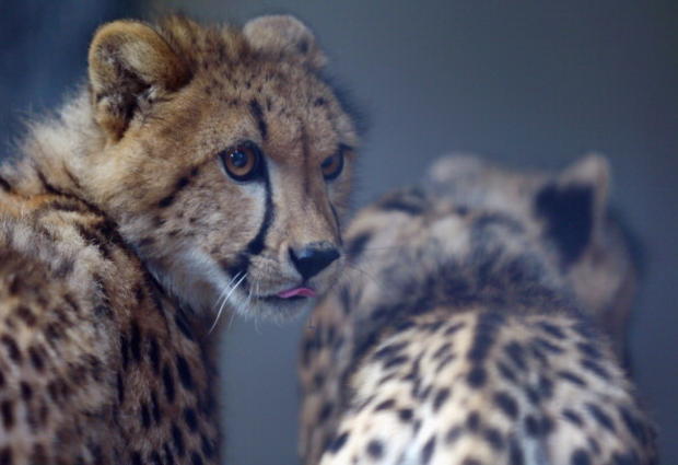Miami Zoo Welcomes Two Young Male Cheetahs From South Africa 