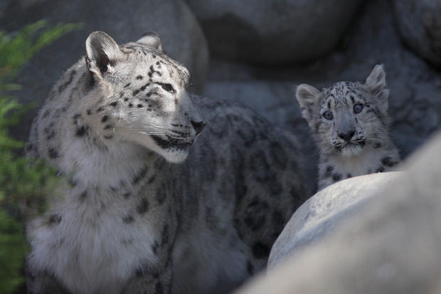 L.A. Zoo Debuts Pair Of Snow Leopard Cubs 