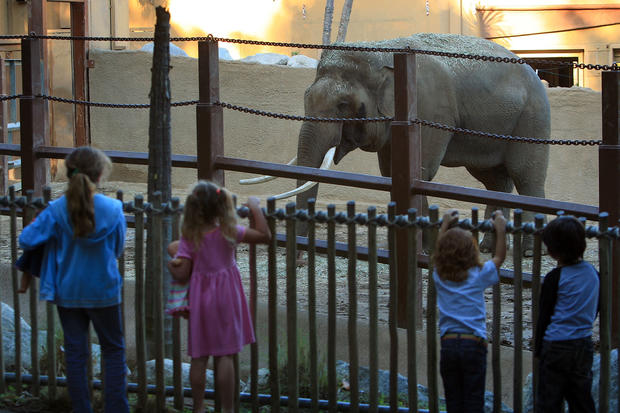 City Council To Vote On Fate Of Controversial Elephant Exhibit at L.A. Zoo 