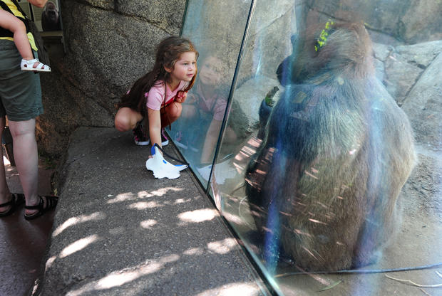 A girl and a gorilla look at each other 