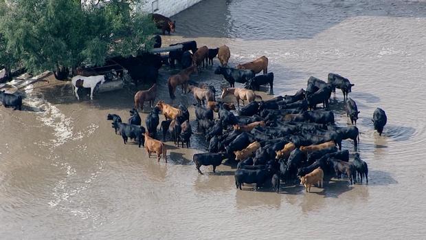 Cattle Stranded Weld County Flooding 