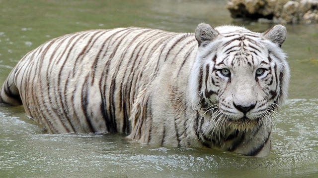 white-tiger-carlita-1.jpg 