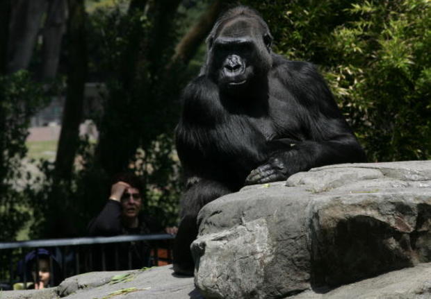 San Francisco Zoo Celebrates Endangered Species Day 