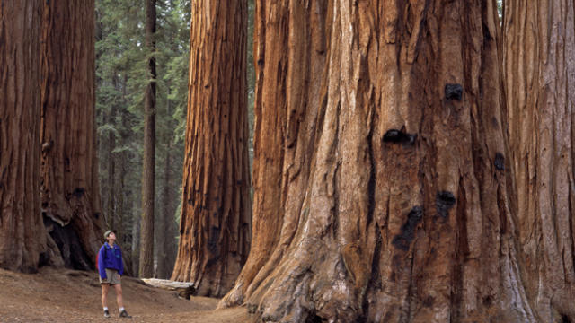 sequoia_national_park_-_thinkstock.jpg 