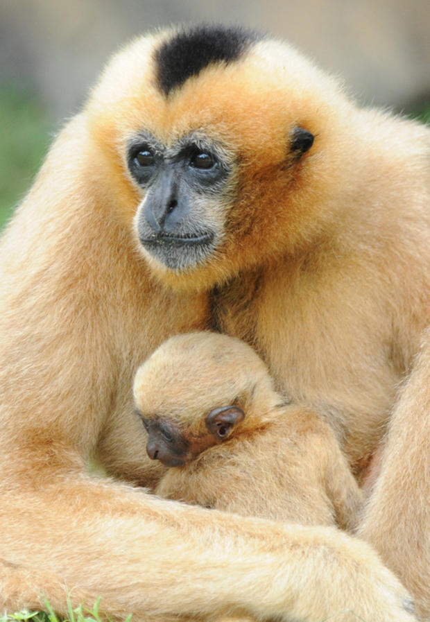gibbon-baby-12.jpg 