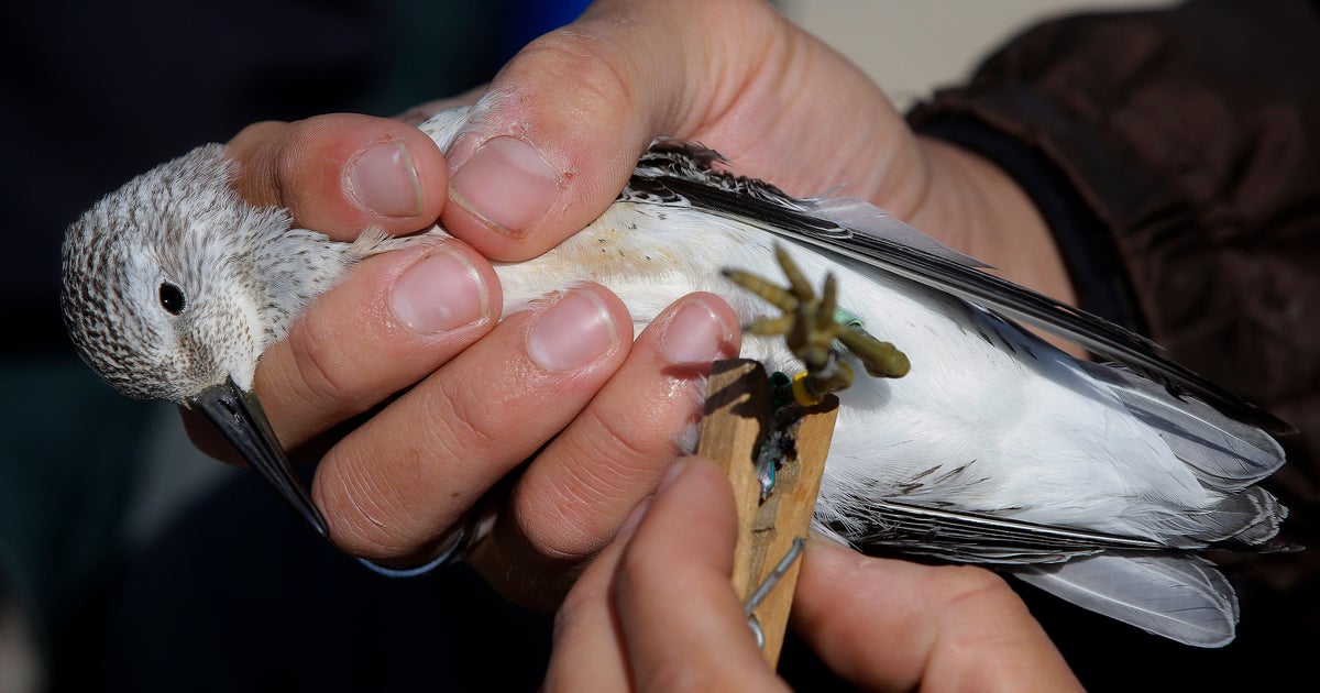 Saving shore birds in Cape Cod