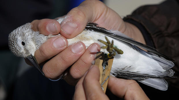 Saving shore birds in Cape Cod 
