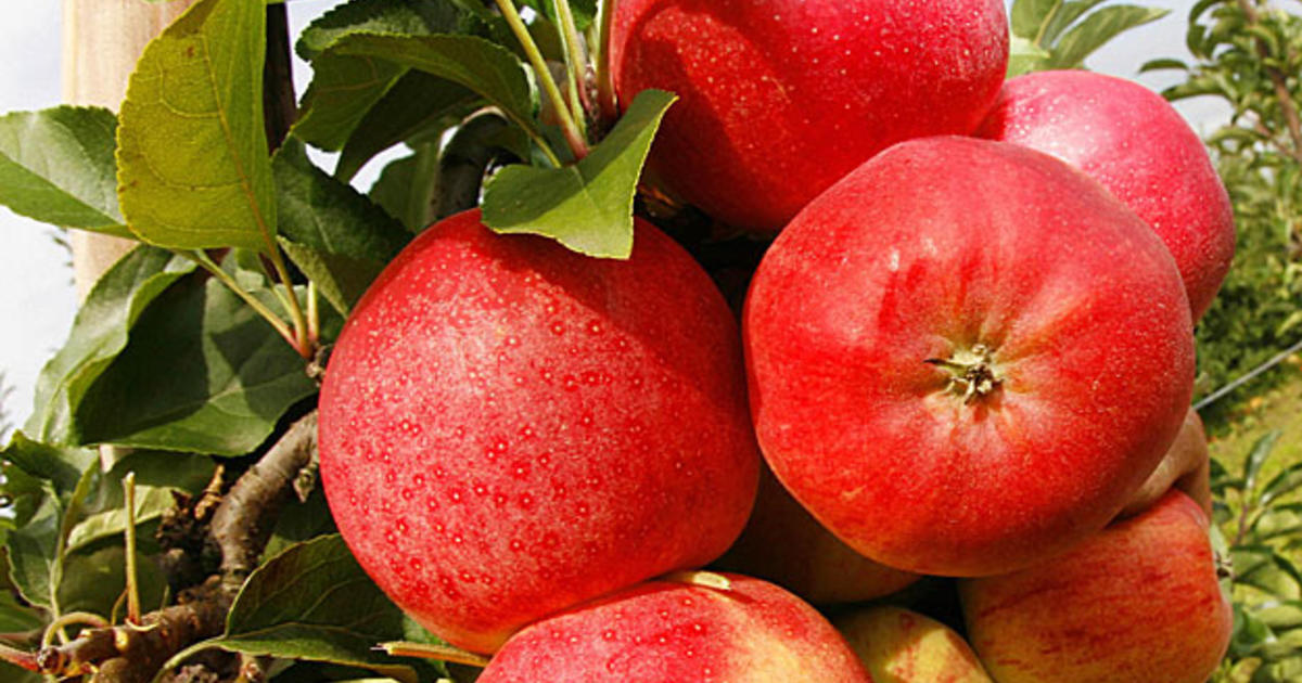 What ever happened to Red Delicious apples? I feel like they've disappeared  in recent years : r/newzealand